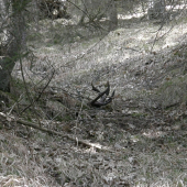 Ja som ho prešiel,ale kurini mal viac šťastia