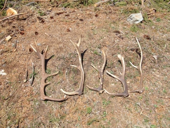 sedem kusov(ja a hospodár PZ)