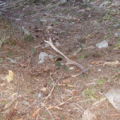 osmorák (sedemnásty v poradí)