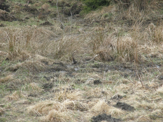 zablatený 14-torák