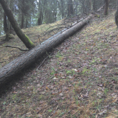 14-ka pod vývratom