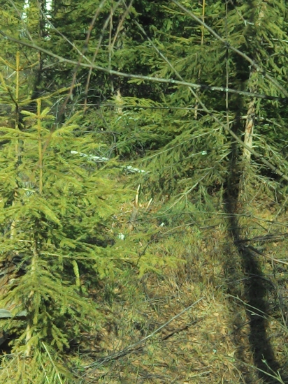 Najkrajší pohľad 12-ka