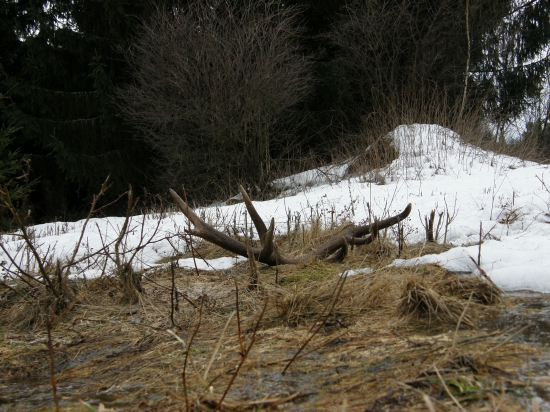 Na lúčke pred lesom