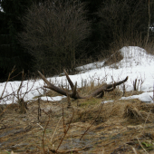 Na lúčke pred lesom