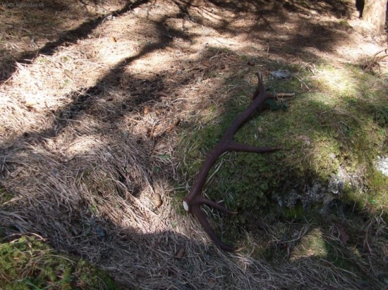 šťastie kuriniho priaťelky