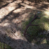 šťastie kuriniho priaťelky