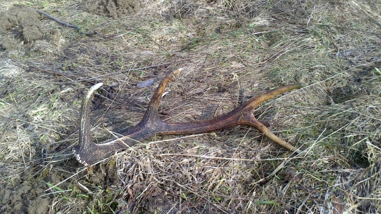 Aj vlaňajší potešil