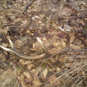 První letošní(desaterák)