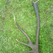 Přehlídka shozů Orlické hory- rarita