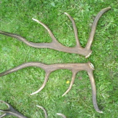 Přehlídka shozů Orlické hory- asi 8-letý jelen