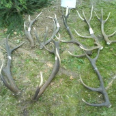 Část shozů z výstavy 2009