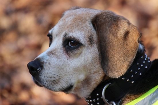 Moja staručká bíglica-Aisha