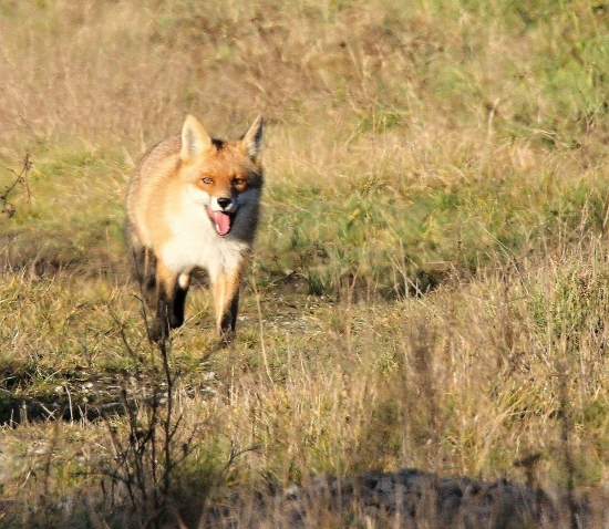 Foxík
