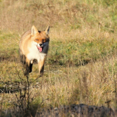 Foxík