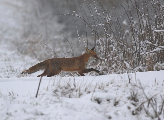 fox :-)