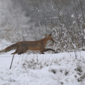 fox :-)