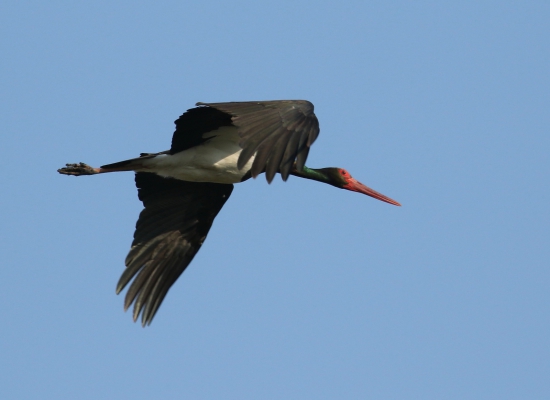 Ciconia nigra