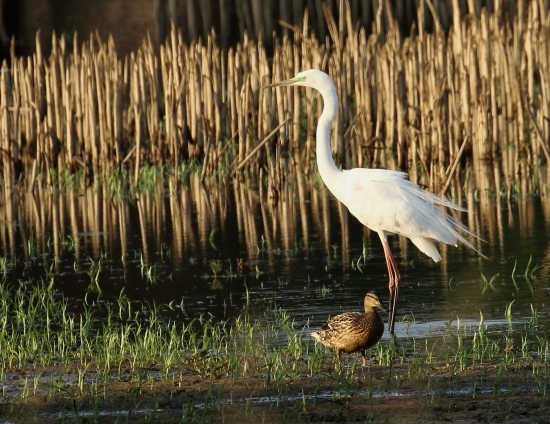 Egretta alba