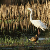 Egretta alba