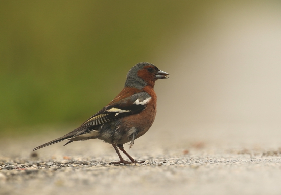 Pinka