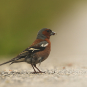 Pinka