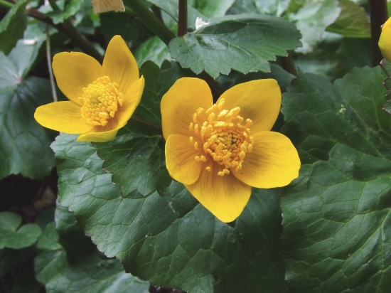 záružlie močiarne