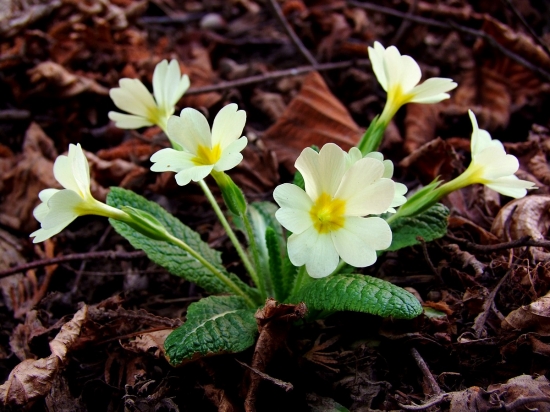 prvosienka bezbyľová