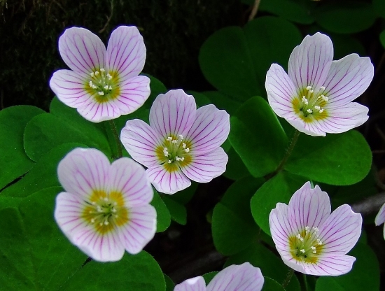 kyslička obyčajná