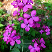 mesačnica ročná