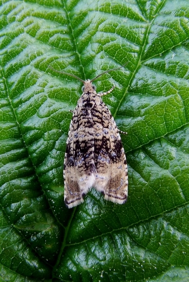 obaľovač kalužinový