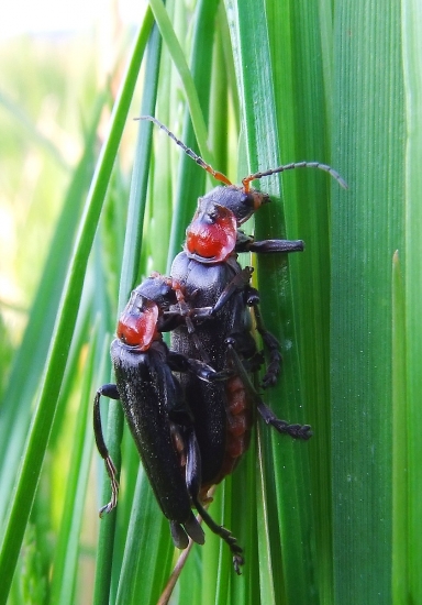 snehuľčík obyčajný