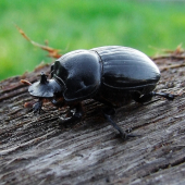 Copris lunaris