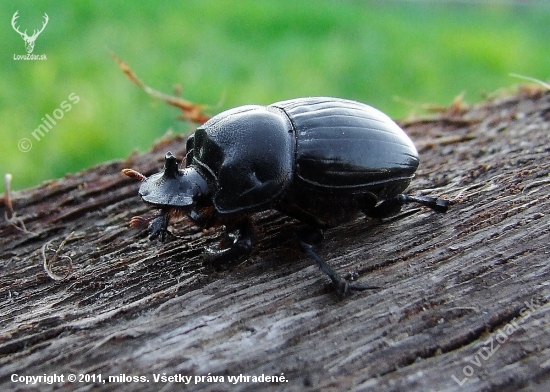 Copris lunaris