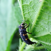 lienka -  larva