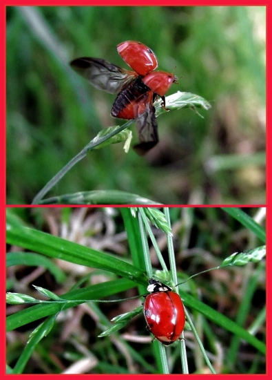 lienka --  ( bezbodiek )