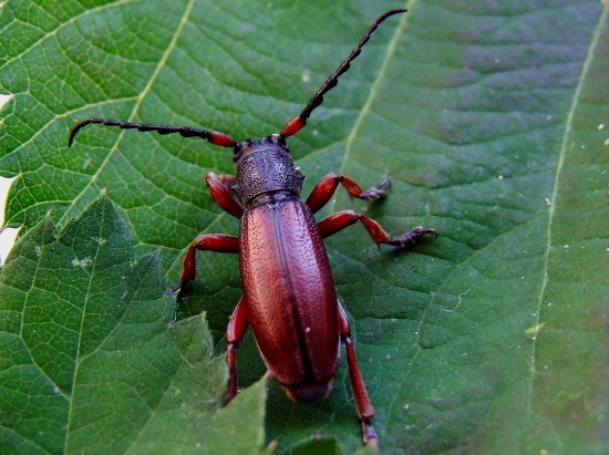 fúzač trávový  (Dorcadion fulvum)