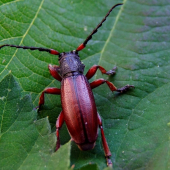 fúzač trávový  (Dorcadion fulvum)