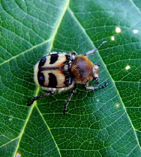 chlpáčik škvrnitý  (Trichius fasciatus)