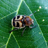 chlpáčik škvrnitý  (Trichius fasciatus)