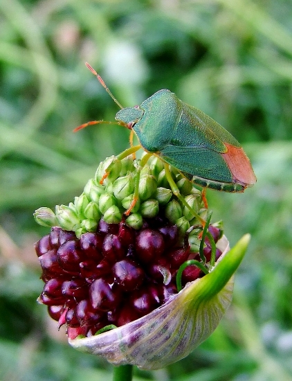 bzdocha zelená (Palomena prasina)