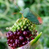 bzdocha zelená (Palomena prasina)