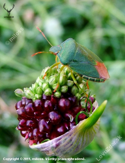 bzdocha zelená (Palomena prasina)