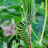 vidlochvost feniklový - húsenica (Papilio machaon)