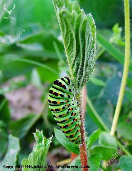 vidlochvost feniklový - húsenica (Papilio machaon)