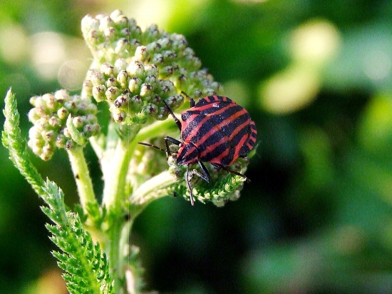 bzdocha pásavá (Graphosoma lineatum)