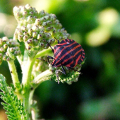 bzdocha pásavá (Graphosoma lineatum)