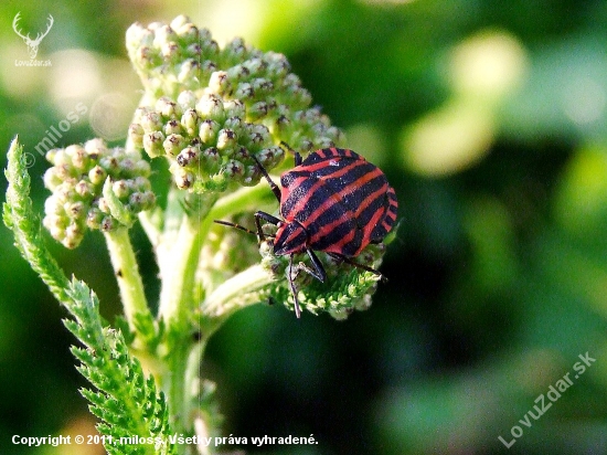 bzdocha pásavá (Graphosoma lineatum)