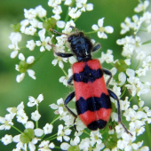 pestroš včelí (Trichodes apiarius Linnaeus, 1758)