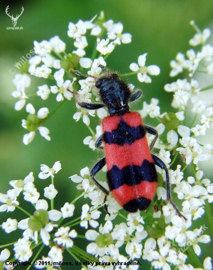 pestroš včelí (Trichodes apiarius Linnaeus, 1758)