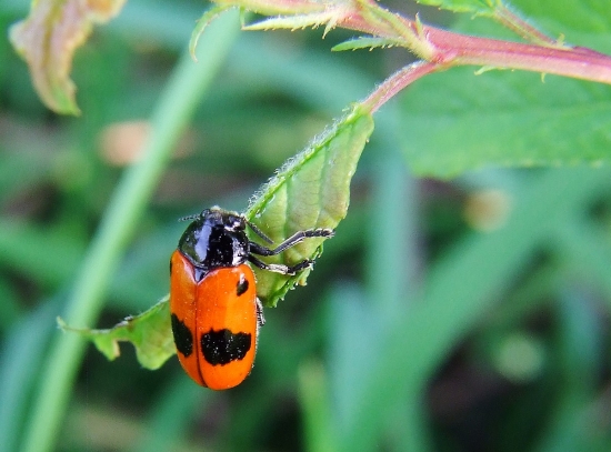 vrbinár hladký (Clytra laeviuscula)